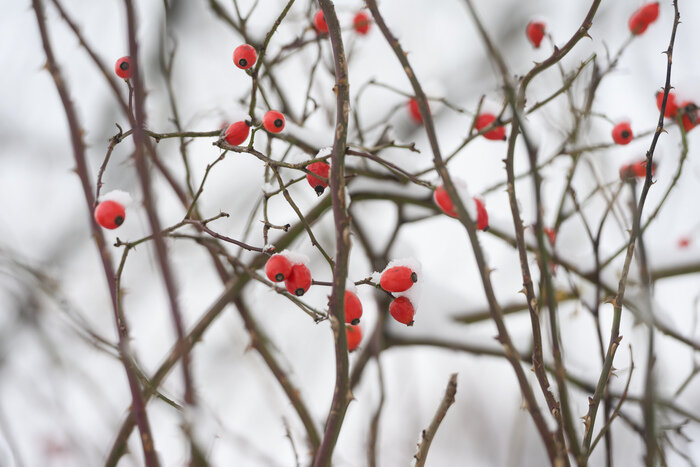 Когда зима приходит неожиданно: снег в Калининграде (фото) | Фото: Александр Мелехов
