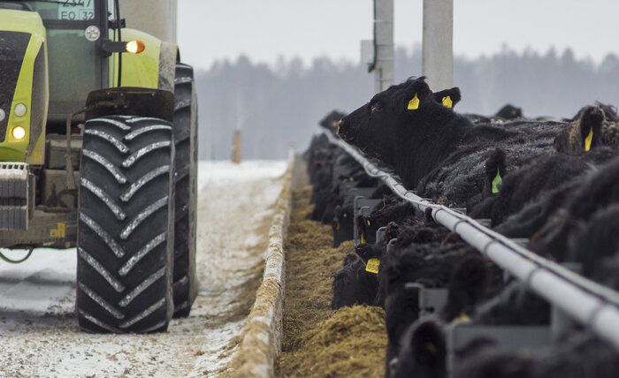 Зимой животные продолжают находиться на вольном воздухе, получая тщательно подобранное питание: кукурузный силос и плющеную кукурузу |  