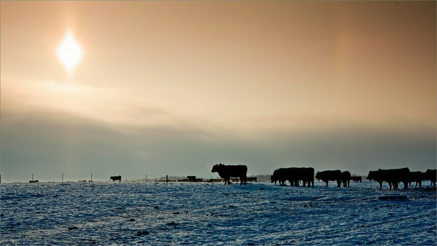 Поголовье абердин-ангусов компании «Мираторг» в Калининградской области – почти 82 тысячи животных                                                                                             