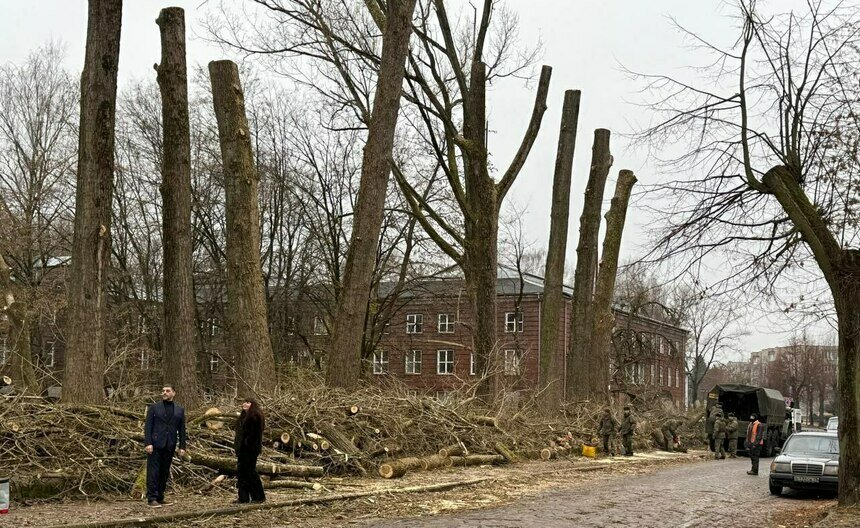 Власти Советска признали ошибки при кронировании деревьев  - Новости Калининграда | Фото: телеграм-канал Аркадия Данилова
