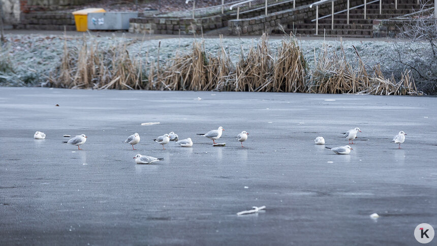 Синоптики рассказали о погоде в Калининграде и области в пятницу, 28 ноября   - Новости Калининграда | Фото: Александр Подгорчук / Архив «Клопс»