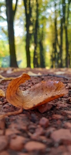 «В Калининграде грех работать, надо путешествовать»: уроженка Камчатки 9 лет ведёт дневник о прогулках по городу (фото) - Новости Калининграда | Фото: Наталья Гутенева