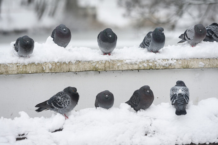 Когда зима приходит неожиданно: снег в Калининграде (фото) | Фото: Александр Мелехов