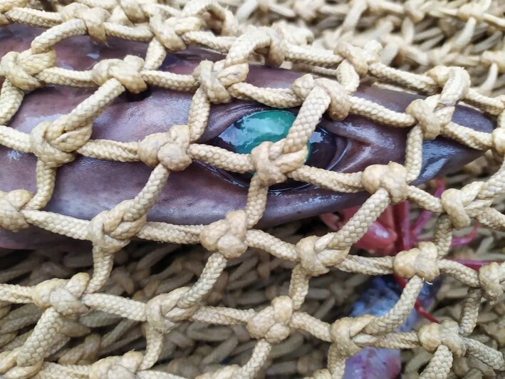 Исследователи рассказали о доисторических акулах, которые оказались на грани вымирания из-за производителей косметики  - Новости Калининграда | Фото: официальный сайт Международного фонда защиты животных (IFAW)