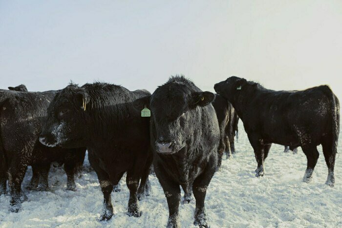 Несмотря на прохладный климат, ангусы отлично переносят холода: густая чёрная шерсть и крепкий иммунитет — фирменное наследие породы