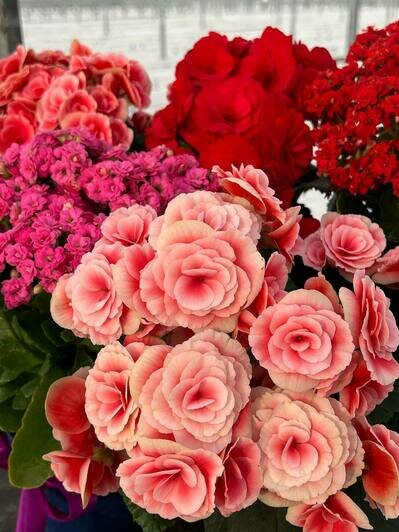 «Калинково» и «Розенштрассе» знают секрет трёх лепестков маминой молодости - Новости Калининграда