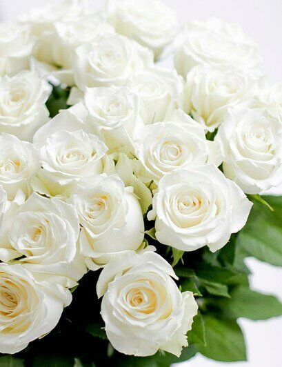 «Калинково» и «Розенштрассе» знают секрет трёх лепестков маминой молодости - Новости Калининграда