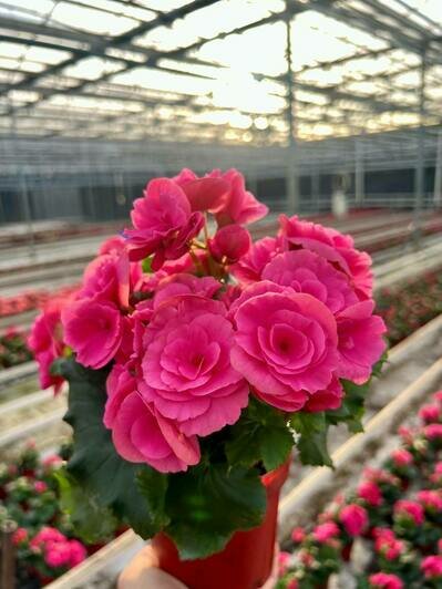 «Калинково» и «Розенштрассе» знают секрет трёх лепестков маминой молодости - Новости Калининграда