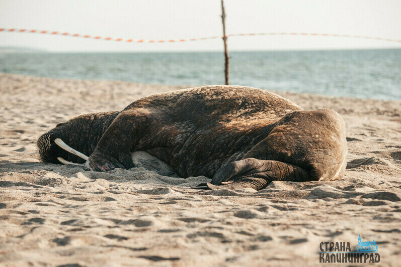 Навесом моржиха не воспользовалась, от еды — рыбы и мидий – отказалась.  | Фото: Александр Мелехов