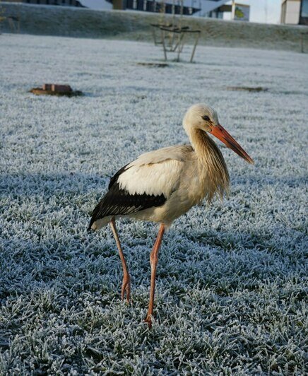 Гуляет около КПП: на территорию калининградского онкоцентра залетел аист (фото, видео) - Новости Калининграда | Фото: калининградский онкоцентр