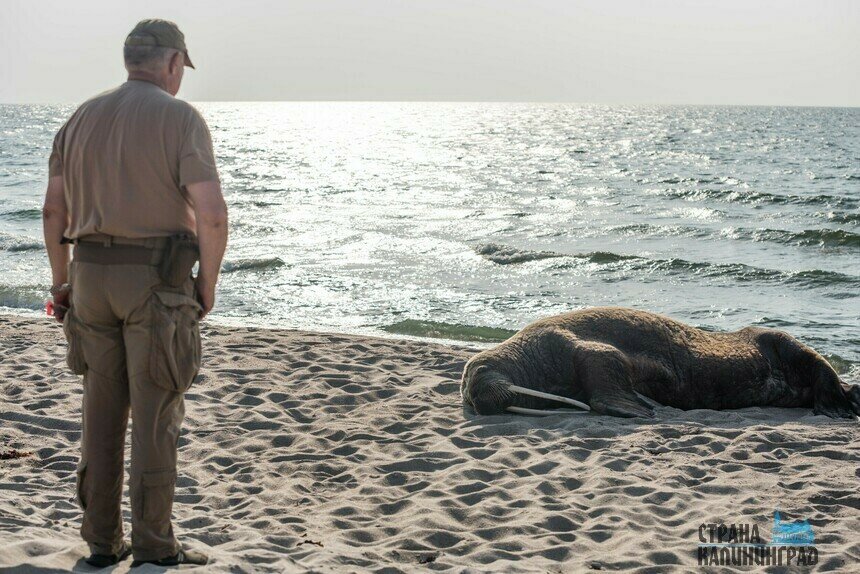 Сотрудники нацпарка заметили моржа недалеко от литовской границы. | Фото: Александр Мелехов