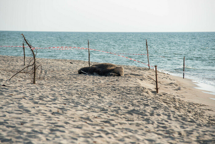 День моржа: история необычного визита на Куршскую косу | Фото: Александр Мелехов