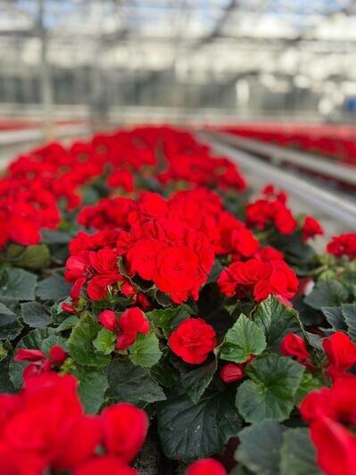 «Калинково» и «Розенштрассе» знают секрет трёх лепестков маминой молодости - Новости Калининграда