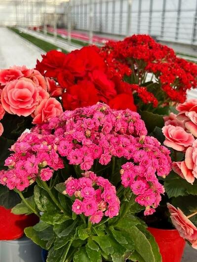 «Калинково» и «Розенштрассе» знают секрет трёх лепестков маминой молодости - Новости Калининграда