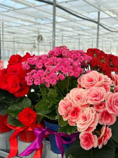 «Калинково» и «Розенштрассе» знают секрет трёх лепестков маминой молодости - Новости Калининграда