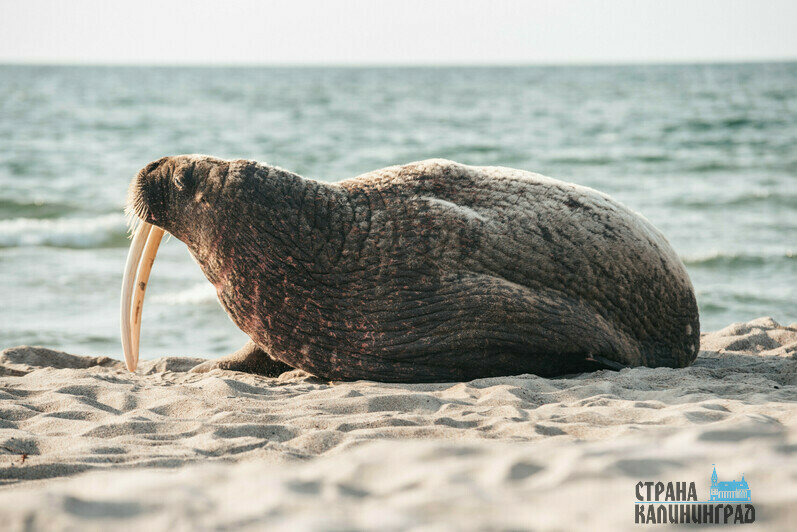 Навесом моржиха не воспользовалась, от еды — рыбы и мидий – отказалась.  | Фото: Александр Мелехов