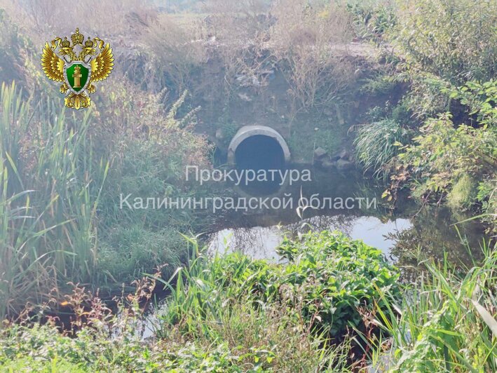 В реке Неман выявили опасные стоки, которые сбрасывает местный производитель бумаги и картона - Новости Калининграда | Фото: прокуратура Калининградской области 