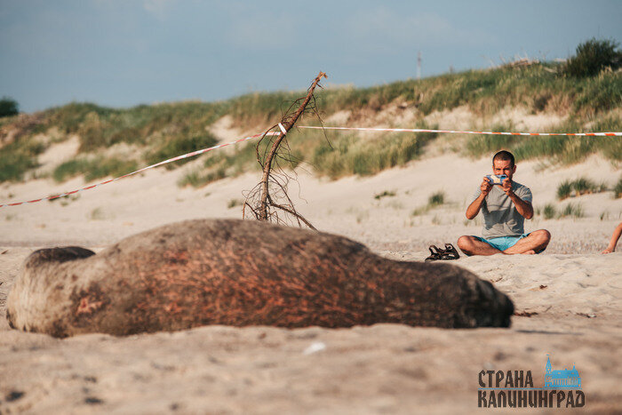 У места, где отдыхала гостья, дежурили волонтеры. | Фото: Александр Мелехов