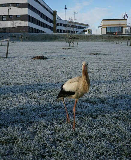 Гуляет около КПП: на территорию калининградского онкоцентра залетел аист (фото, видео) - Новости Калининграда | Фото: калининградский онкоцентр