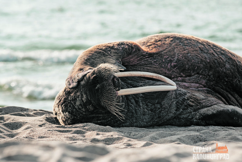 Навесом моржиха не воспользовалась, от еды — рыбы и мидий – отказалась.  | Фото: Александр Мелехов