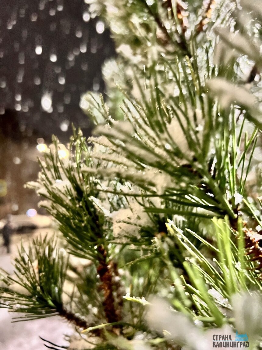 Первый снег в этом году выпал 16 ноября. | Фото: Оксана Сазонова