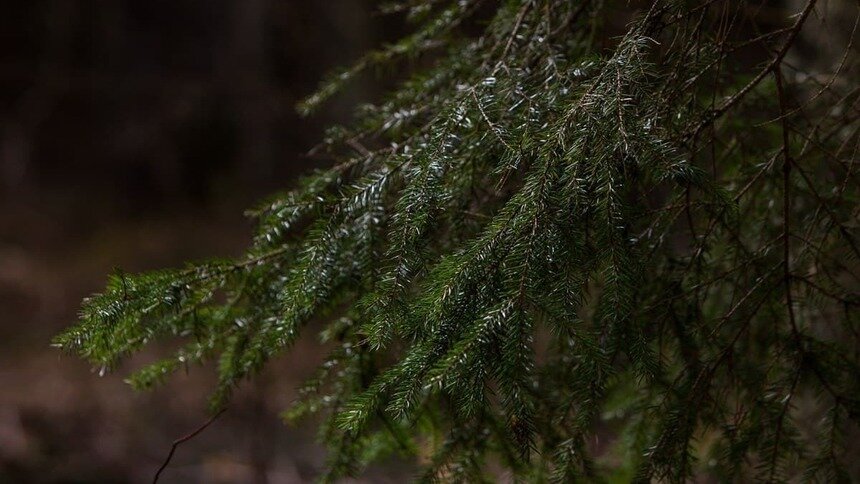 Ждать пять лет не будут: Усольцевых могут признать умершими уже в марте 2026 года - Новости Калининграда | Фото: Александр Подгорчук / Архив «Клопс»