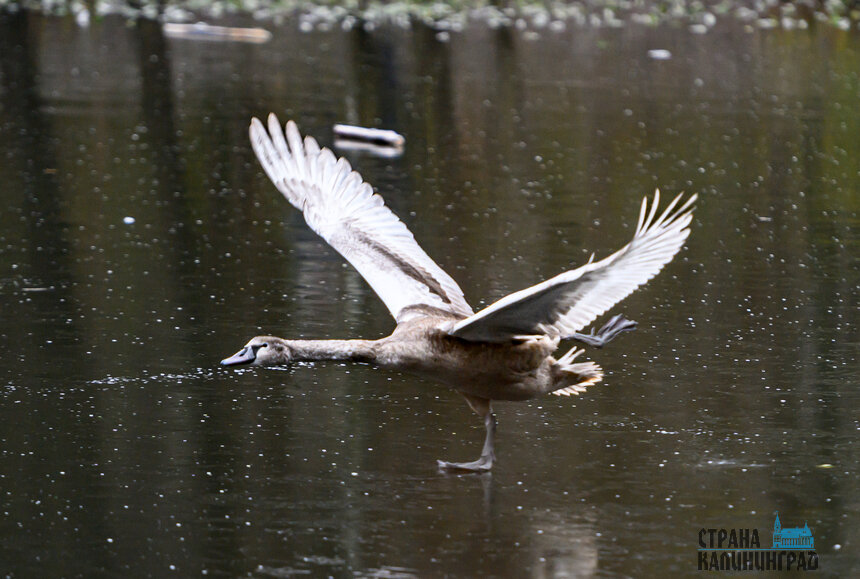 Лебедь на льду озера, Южный парк, Калининград | Фото: Александр Мелехов