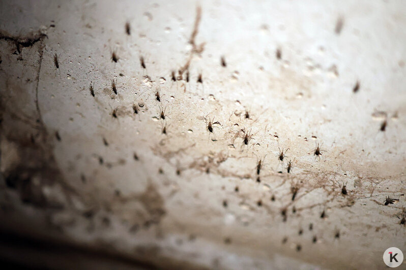 В постоянной сырости комарам раздолье | Фото: из архива Алексея