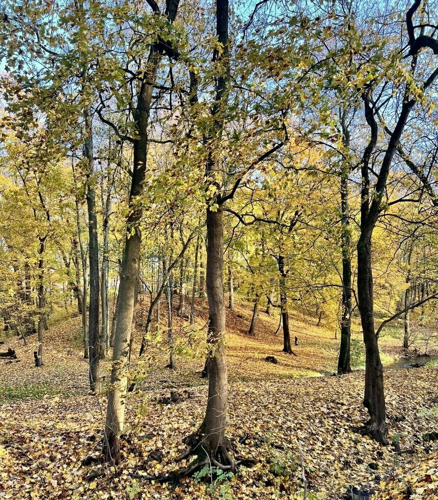 Власти обещают, что под вырубку попадут только больные и старые деревья. | Оксана Сазонова
