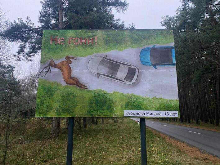 «Не корми меня!»: детские рисунки появились на билбордах вдоль дороги на Куршской косе (фото)   - Новости Калининграда | Фото: пресс-служба нацпарка