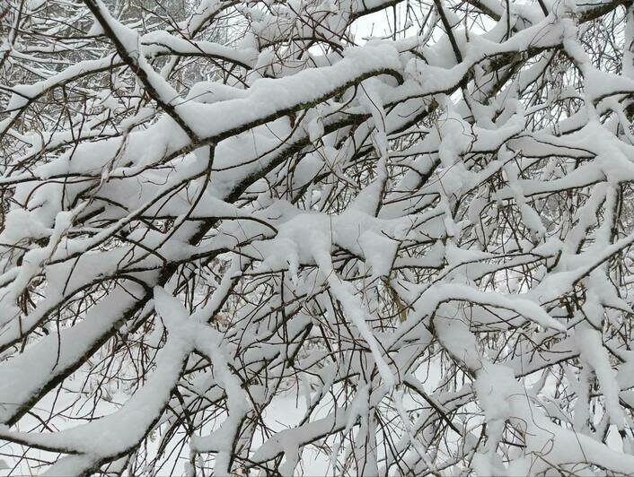 Зимняя сказка: восток Калининградской области замело толстым слоем снега (фото) - Новости Калининграда | Фото: Виштынецкий национальный парк