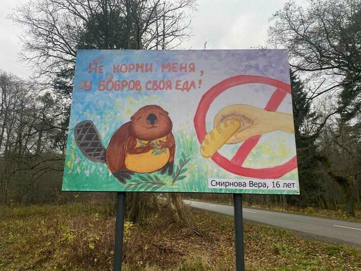 «Не корми меня!»: детские рисунки появились на билбордах вдоль дороги на Куршской косе (фото)   - Новости Калининграда | Фото: пресс-служба нацпарка