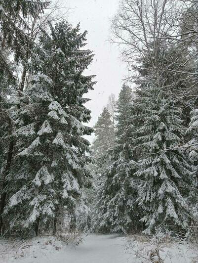 Зимняя сказка: восток Калининградской области замело толстым слоем снега (фото) - Новости Калининграда | Фото: Виштынецкий национальный парк