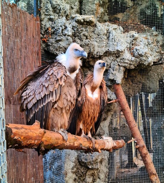 В Калининградском зоопарке сыну Горыныча сделали ДНК-тест и дали имя  - Новости Калининграда | Фото: телеграм-канал Калининградского зоопарка 