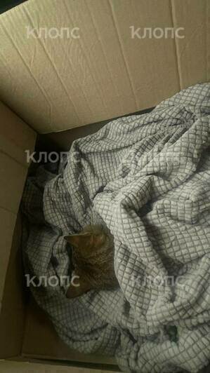 Кошечку пытались спасти, но состояние было очень тяжёлым  | Фото: Анжела 