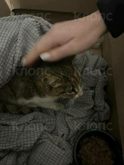 Кошечку пытались спасти, но состояние было очень тяжёлым  | Фото: Анжела 