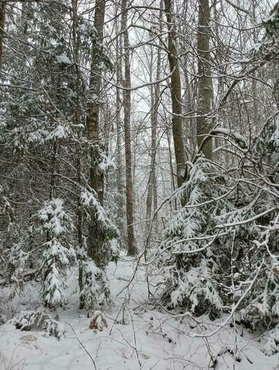 Зимняя сказка: восток Калининградской области замело толстым слоем снега (фото) - Новости Калининграда | Фото: Виштынецкий национальный парк