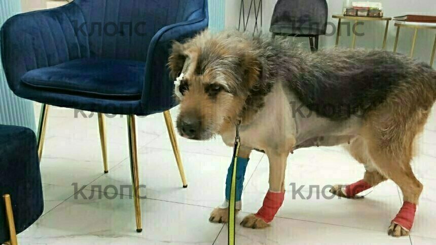 Грета в ветклинике во время лечения | Фото: Зоя Шумилова 