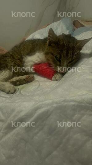 Кошечку пытались спасти, но состояние было очень тяжёлым  | Фото: Анжела 