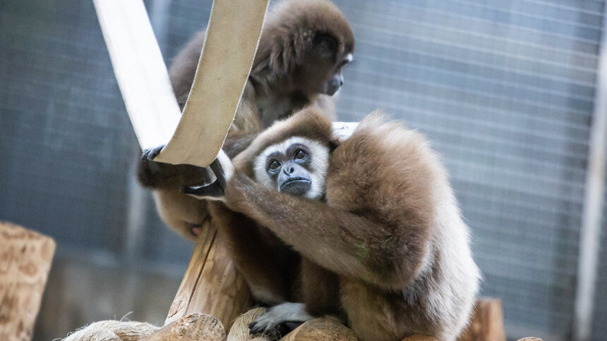 Калининградский зоопарк опубликовал список новогодних подарков, о которых мечтают его обитатели   - Новости Калининграда | Фото: Александр Подгорчук / Архив «Клопс»