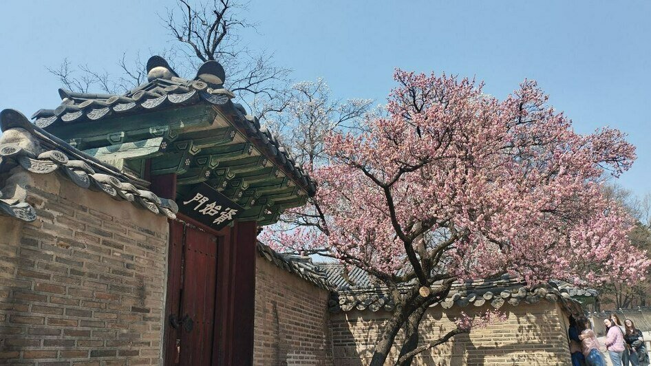 Калининградка слетала в Южную Корею и рассказала о вещах, которые полезно знать путешествующим на другой конец света - Новости Калининграда | Фото: «Клопс»