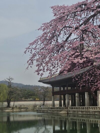 Калининградка слетала в Южную Корею и рассказала о вещах, которые полезно знать путешествующим на другой конец света - Новости Калининграда | Фото: «Клопс»