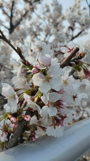 Калининградка слетала в Южную Корею и рассказала о вещах, которые полезно знать путешествующим на другой конец света - Новости Калининграда | Фото: «Клопс»