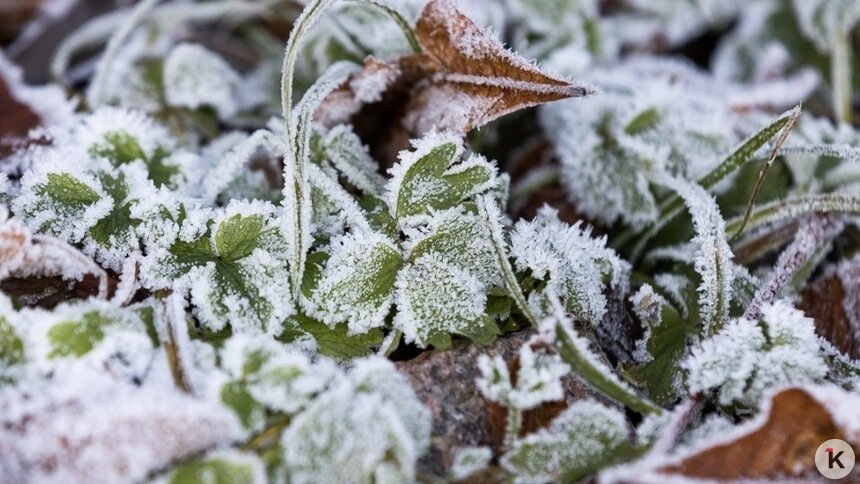 Погода в Калининграде и области в субботу - Новости Калининграда | Фото: Александр Подгорчук / «Клопс»