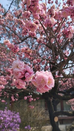 Калининградка слетала в Южную Корею и рассказала о вещах, которые полезно знать путешествующим на другой конец света - Новости Калининграда | Фото: «Клопс»