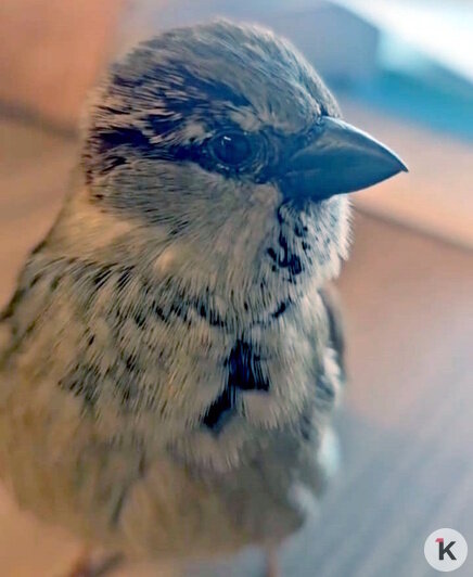 Калининградца очаровал общительный воробей, который ежедневно прилетает в офис испанской компании (видео) - Новости Калининграда | Фото: Наталья