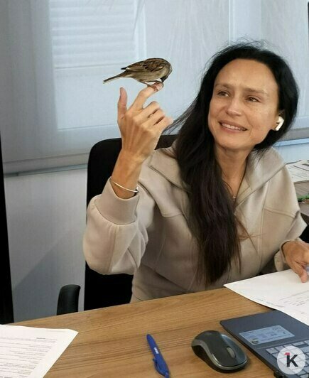 Калининградца очаровал общительный воробей, который ежедневно прилетает в офис испанской компании (видео) - Новости Калининграда | Фото: Наталья