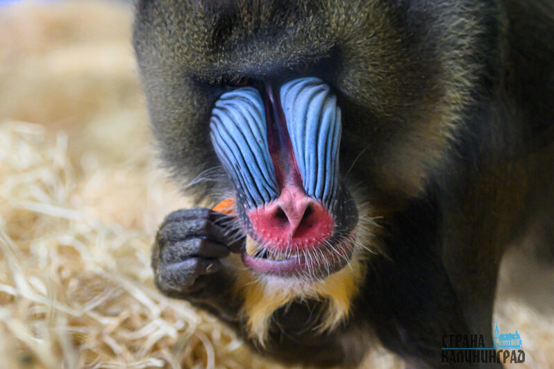 Зима в зоопарке: медведи уснули, слон и жираф снова выходят к публике, а горожан зовут на новогоднюю акцию (фото)