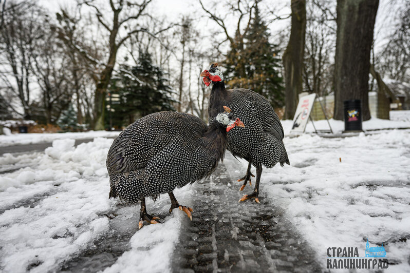 Зима в зоопарке: медведи уснули, слон и жираф снова выходят к публике, а горожан зовут на новогоднюю акцию (фото)
