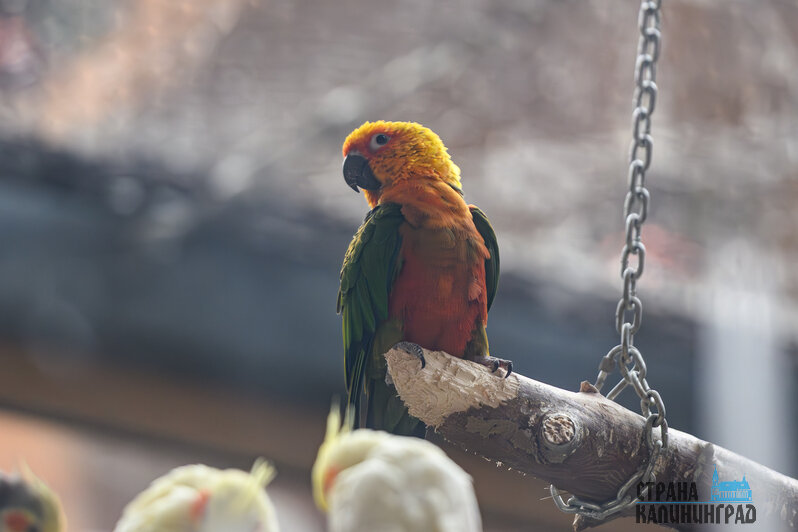 Зима в зоопарке: медведи уснули, слон и жираф снова выходят к публике, а горожан зовут на новогоднюю акцию (фото) | Фото: Александр Мелехов